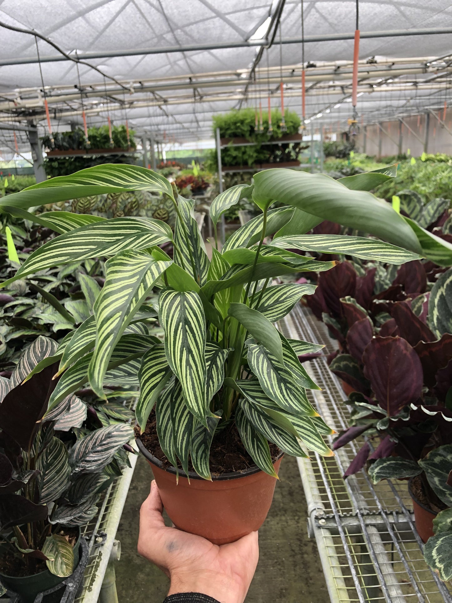 Calathea ‘Vittata’ – Exotic Patterned Foliage Indoor Plant