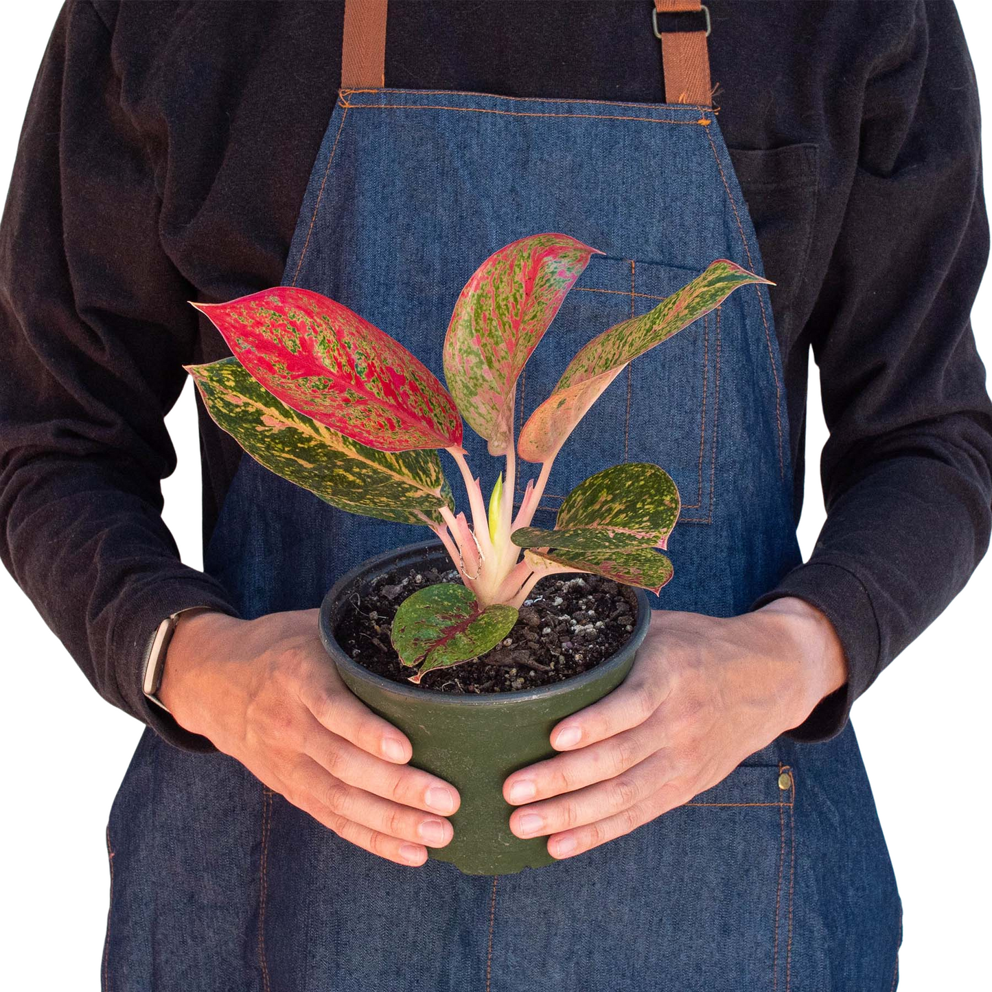 'Starburst' chino de hoja perenne 