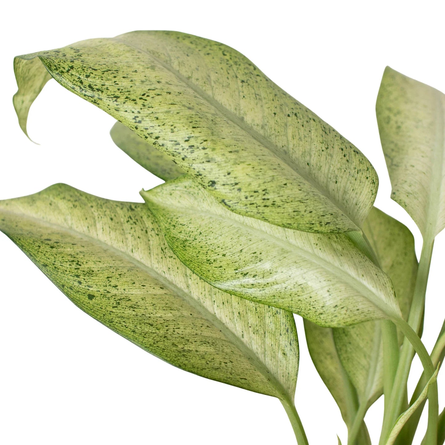 dieffenbachia air purify Dieffenbachia 'Camouflage' – Colorful Foliage Air-Purifying Indoor Plant