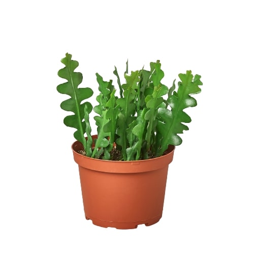 Epiphyllum ‘Ric Rac’ Cactus – Exotic Trailing Succulent Indoor Plant