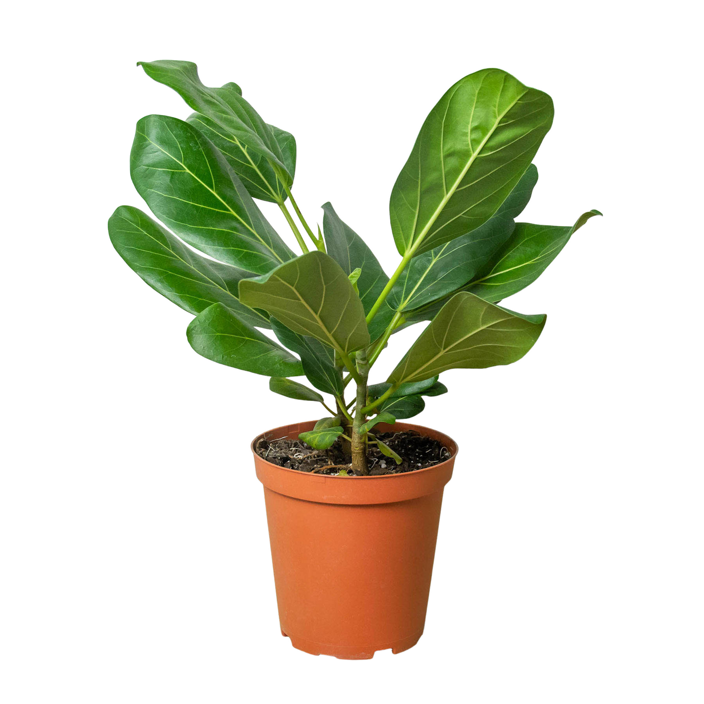 Ficus ‘Audrey’ – Hardy Low-Maintenance Indoor Plant