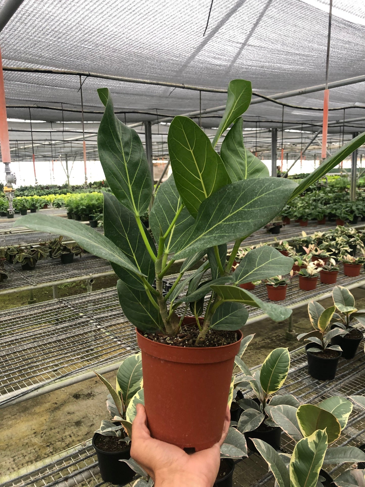 Ficus ‘Audrey’ – Hardy Low-Maintenance Indoor Plant