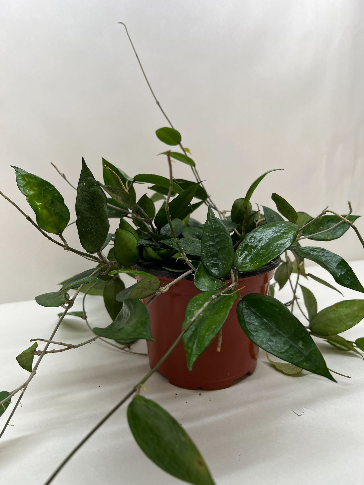 Hoya ‘Black Margin’ – Rare Trailing Tropical Houseplant