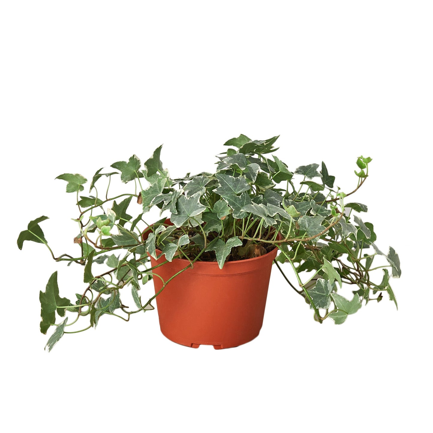 English Ivy ‘Glacier’ – Variegated Trailing Indoor Houseplant