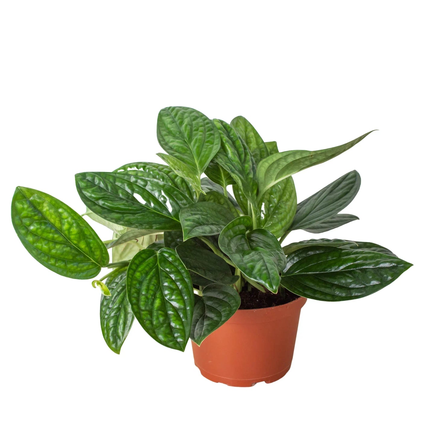 Monstera 'Perú' - Maceta de 4" 