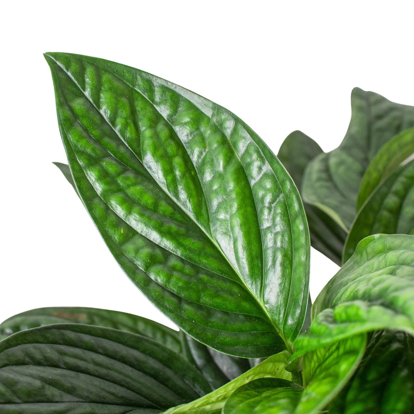 Monstera 'Perú' - Maceta de 4" 