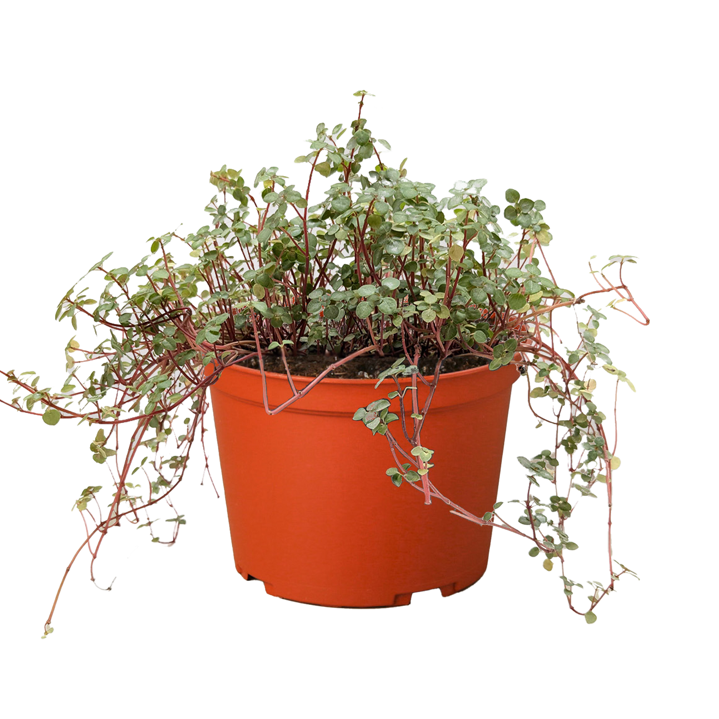 Ortiga 'Silver Sparkle'