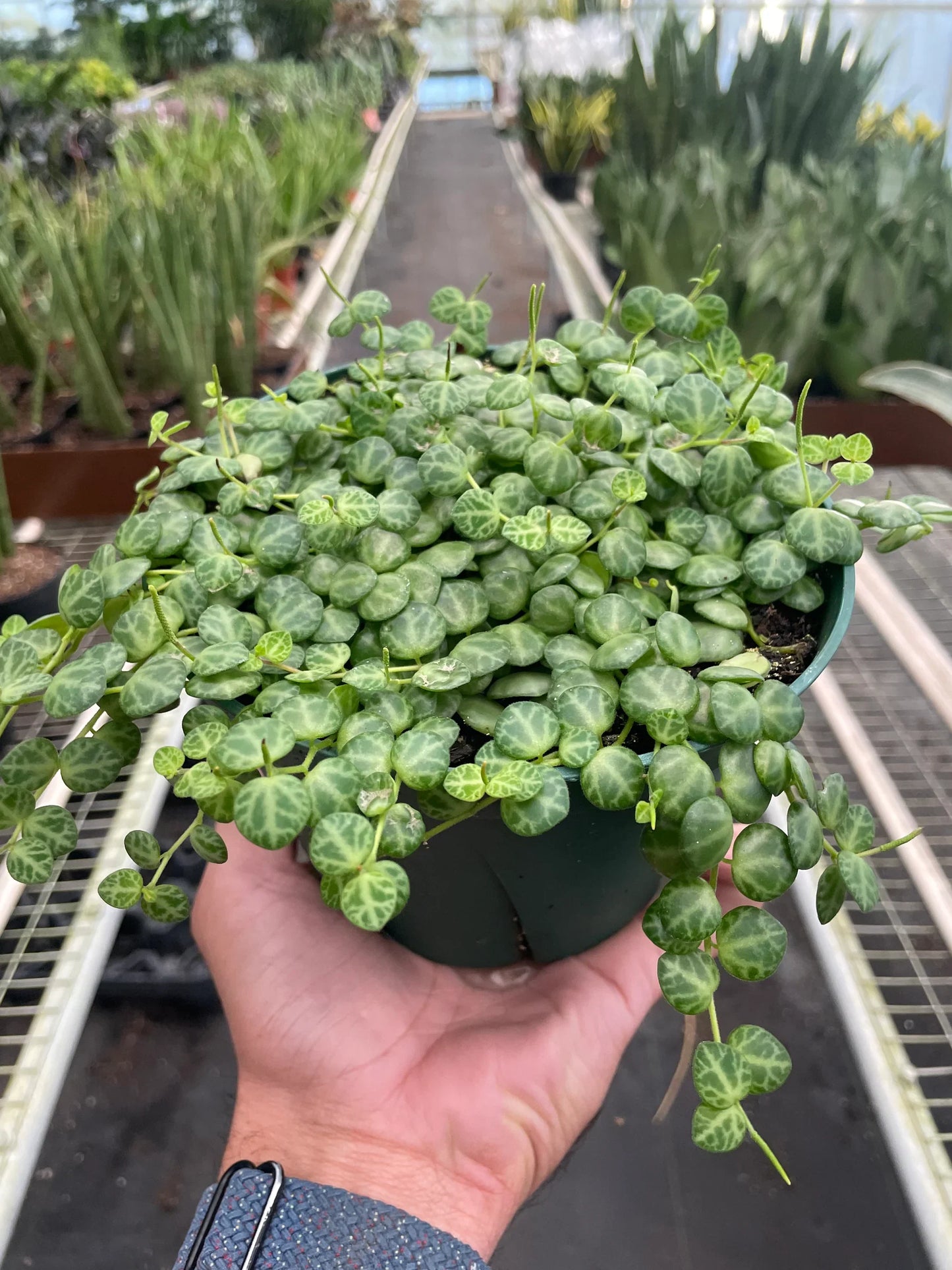Peperomia Prostrata 'Cadena de tortugas'