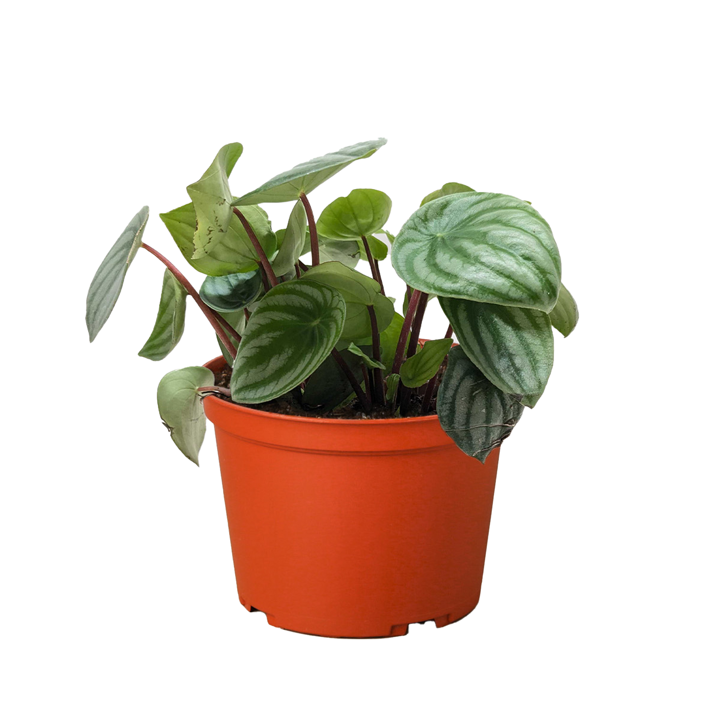 Peperomia Sandía