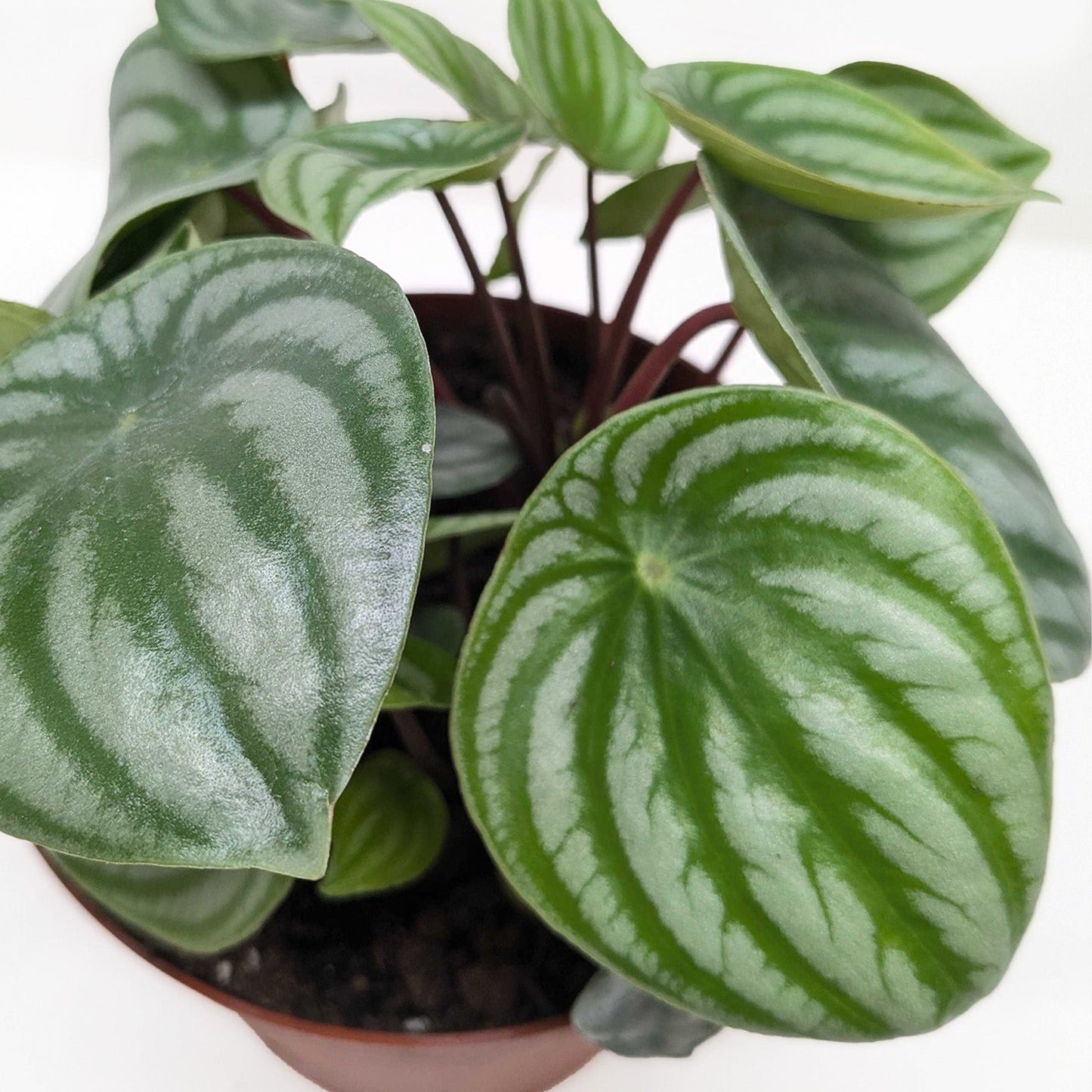 Peperomia Sandía