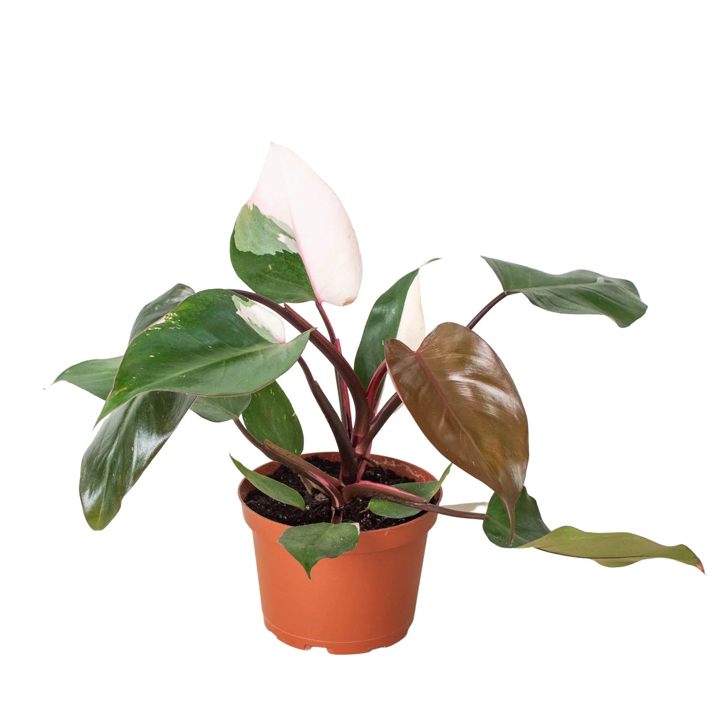 Philodendron ‘Pink Princess’ – Rare Variegated Indoor Houseplant