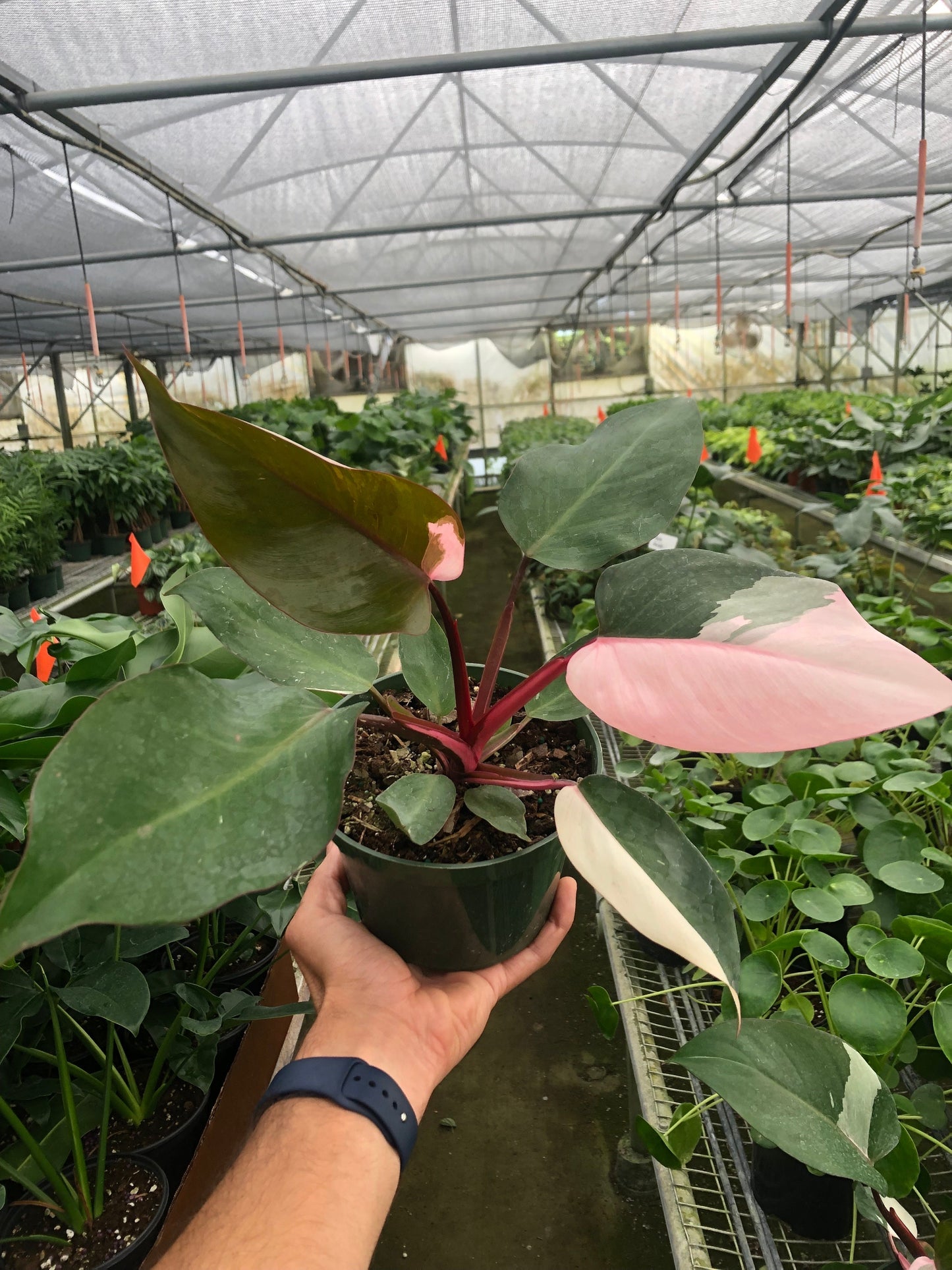 Philodendron ‘Pink Princess’ – Rare Variegated Indoor Houseplant