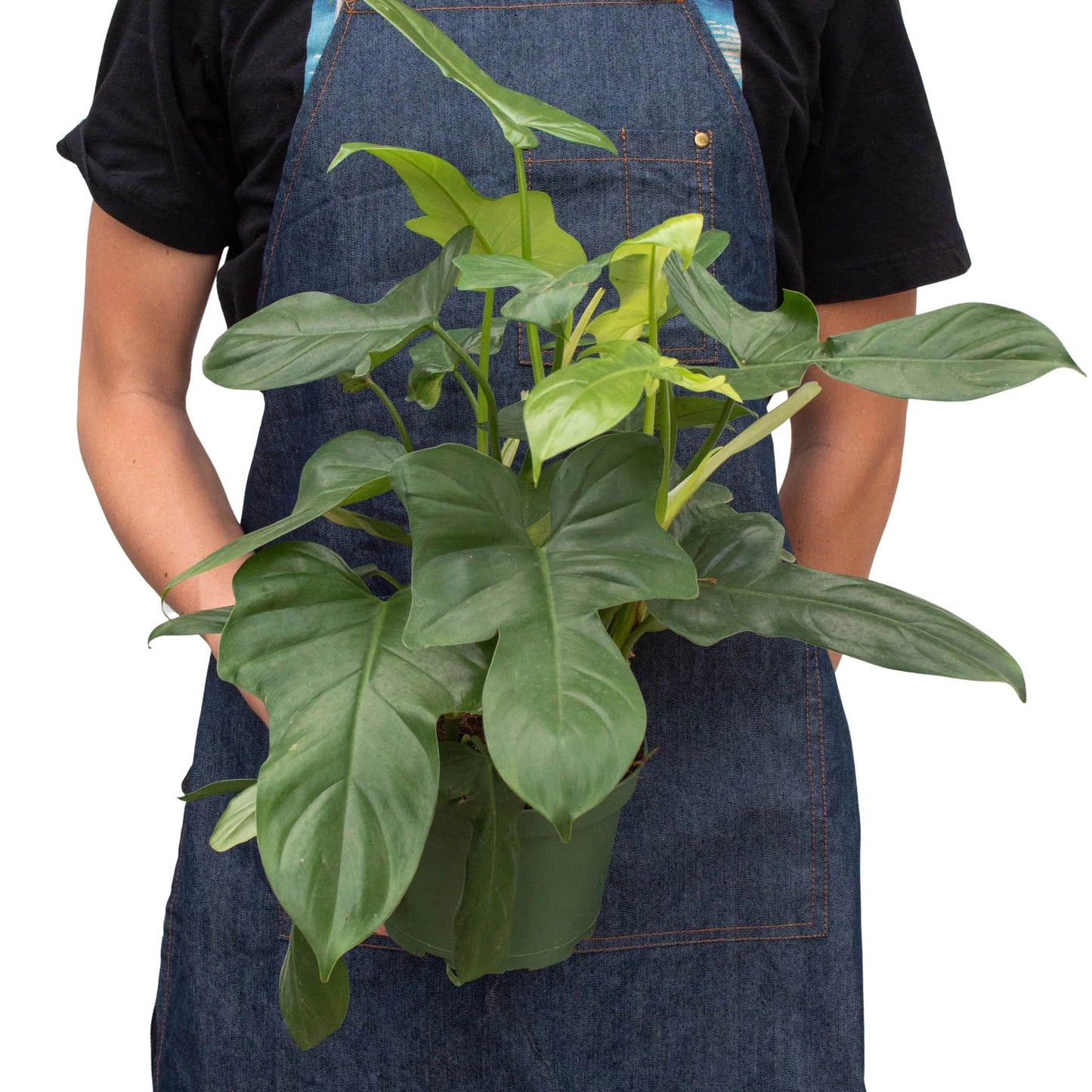 Filodendro 'Espada de Plata' - Maceta de 4" 