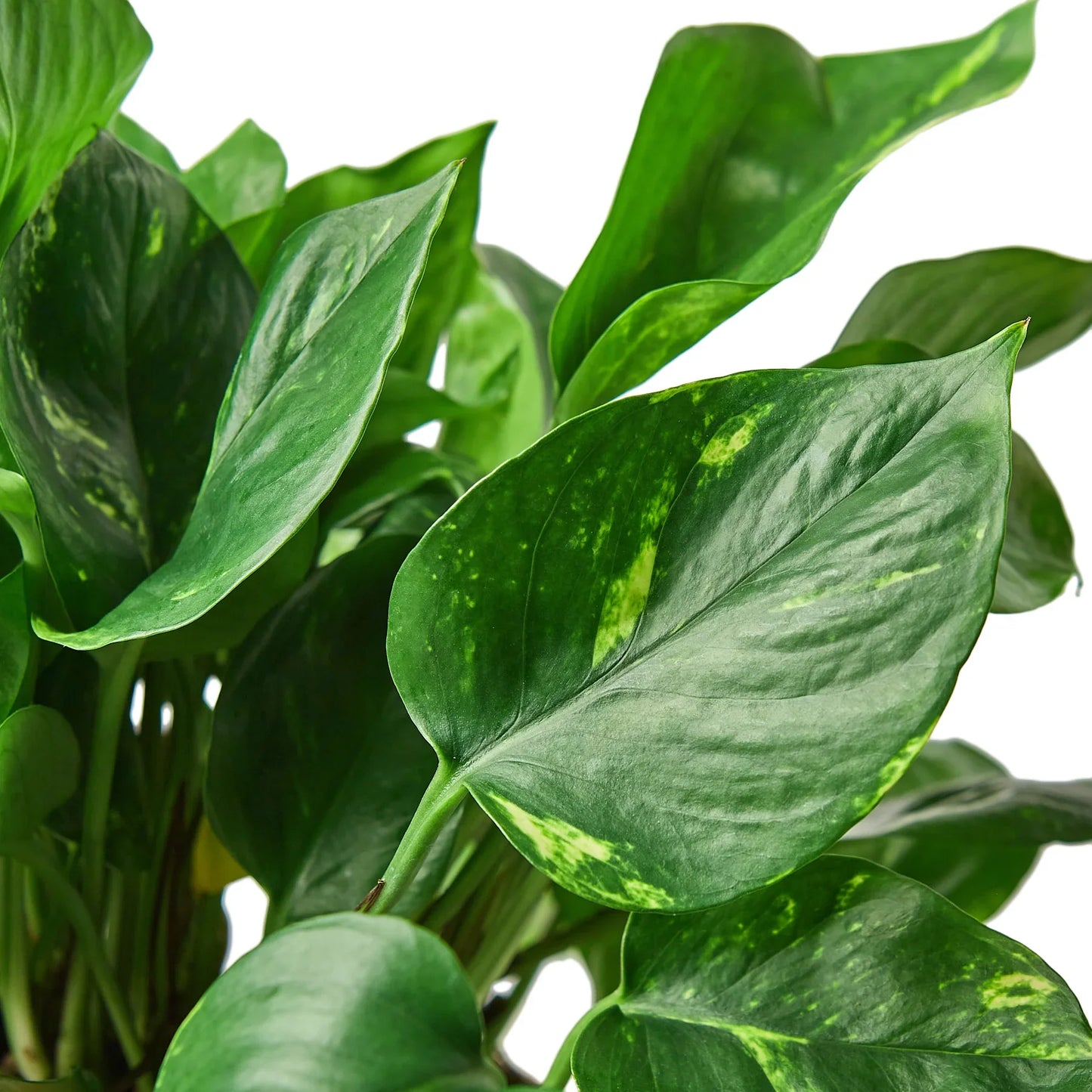 Pothos ‘Golden’ – Classic Low-Maintenance Trailing Indoor Plant