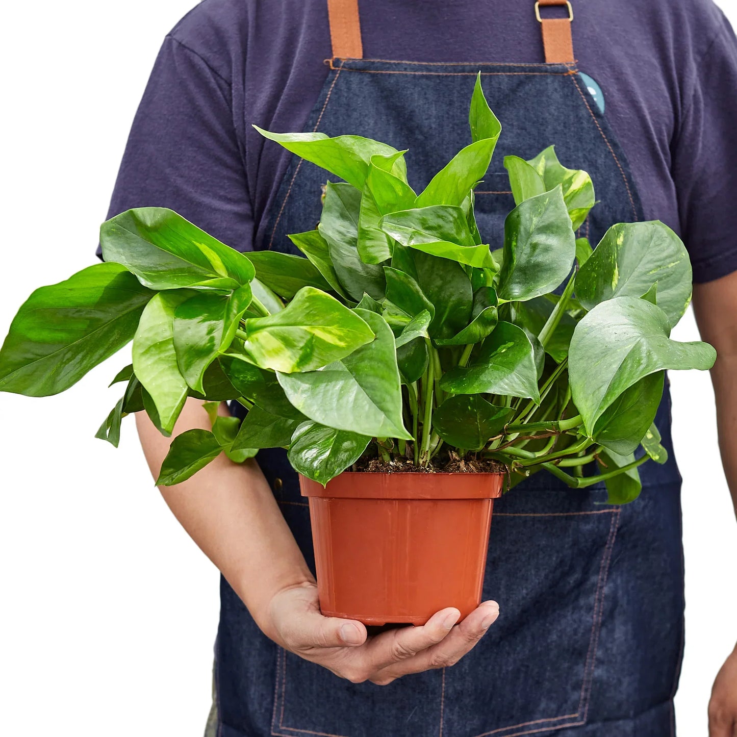 Pothos ‘Golden’ – Classic Low-Maintenance Trailing Indoor Plant