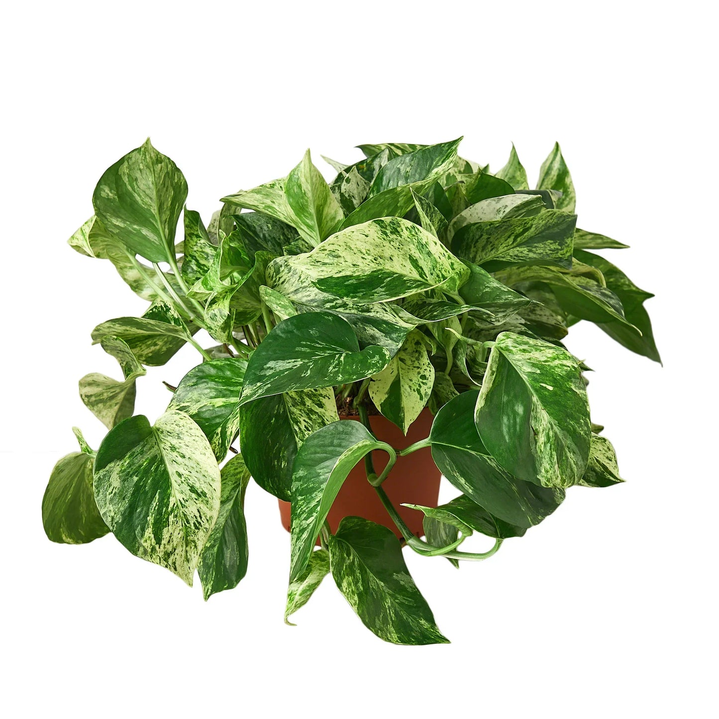 Pothos ‘Marble Queen’ – Variegated Low-Maintenance Trailing Plant