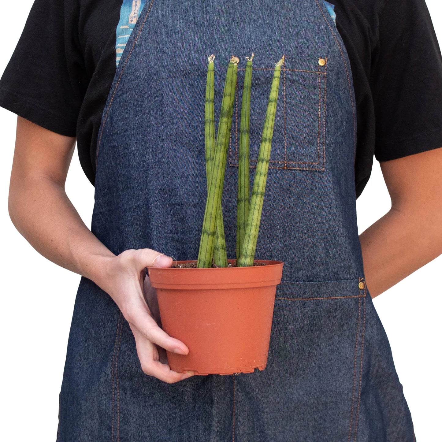 Planta Serpiente Cylindrica