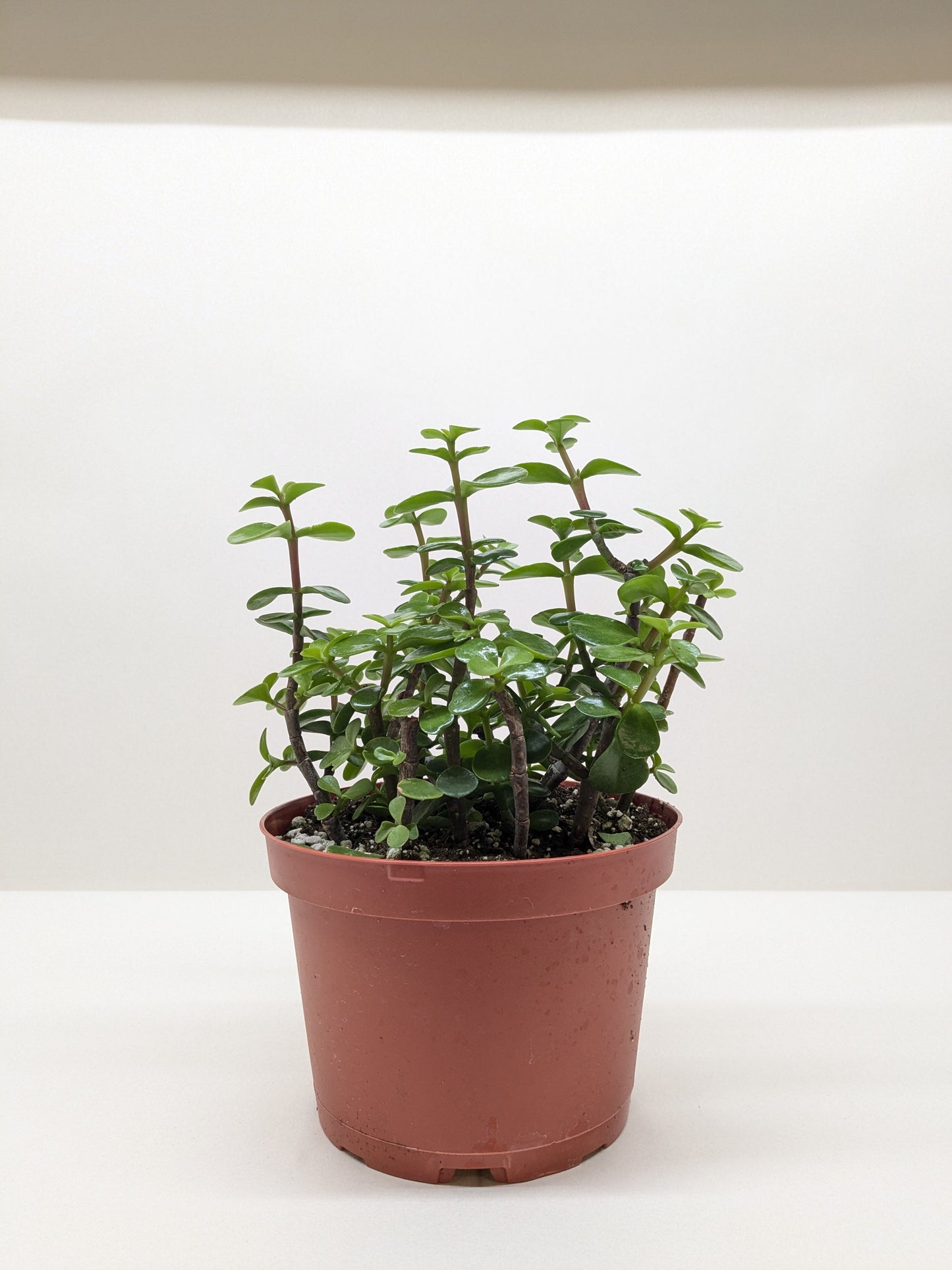 Succulent ‘Elephant Bush’ – Drought-Tolerant Easy-Care Houseplant