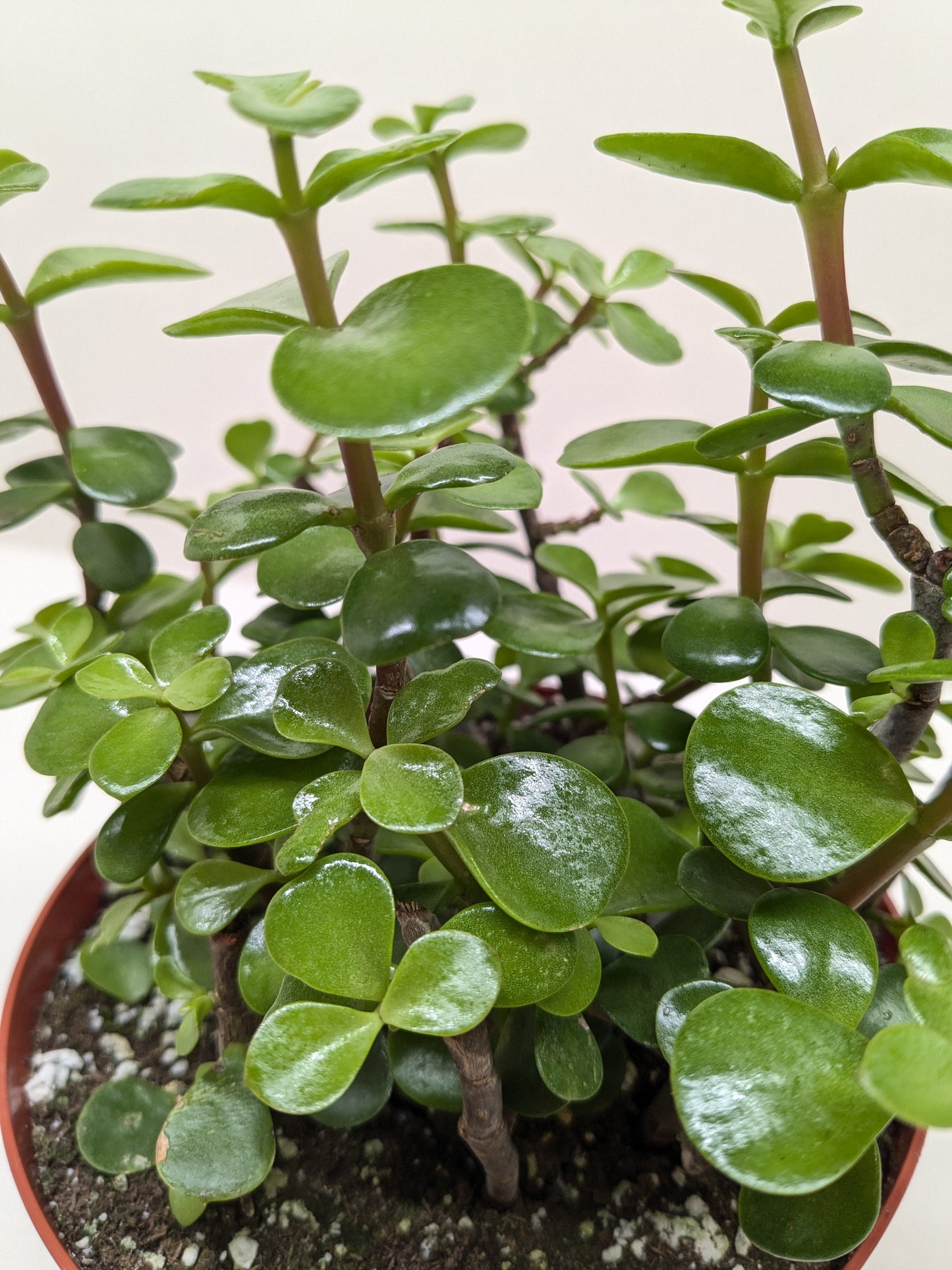 Succulent ‘Elephant Bush’ – Drought-Tolerant Easy-Care Houseplant