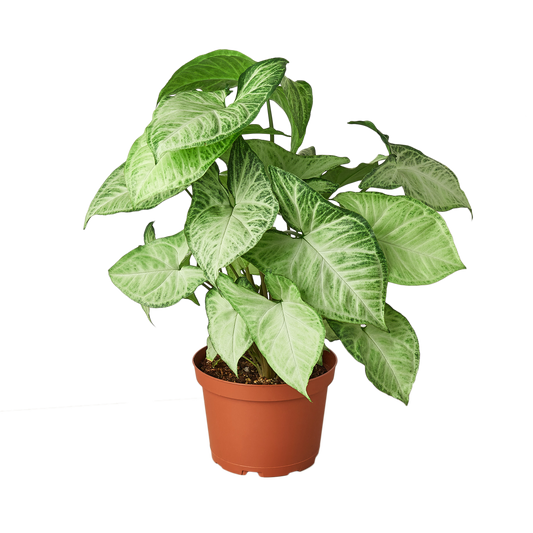 الفراشة البيضاء سينجونيوم - وعاء 6 بوصة