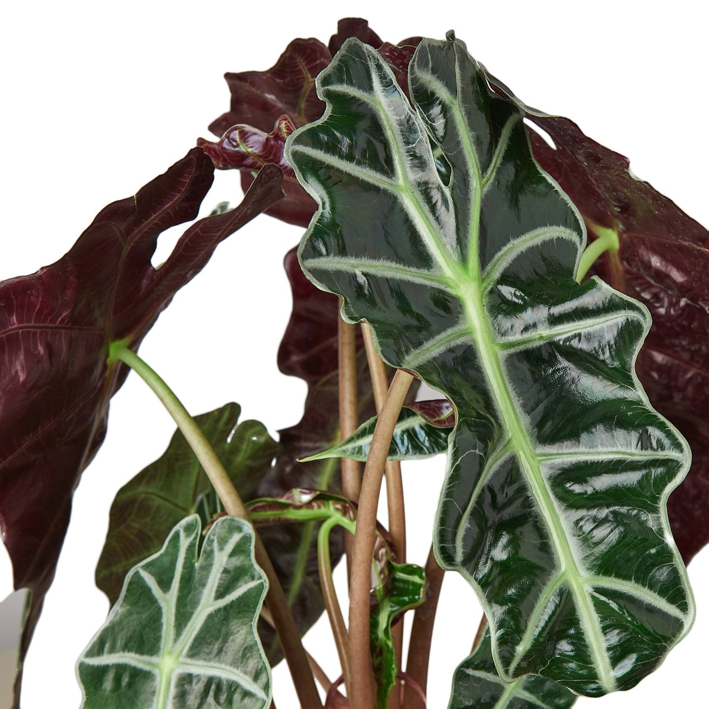 Alocasia Polly 'Máscara Africana' 