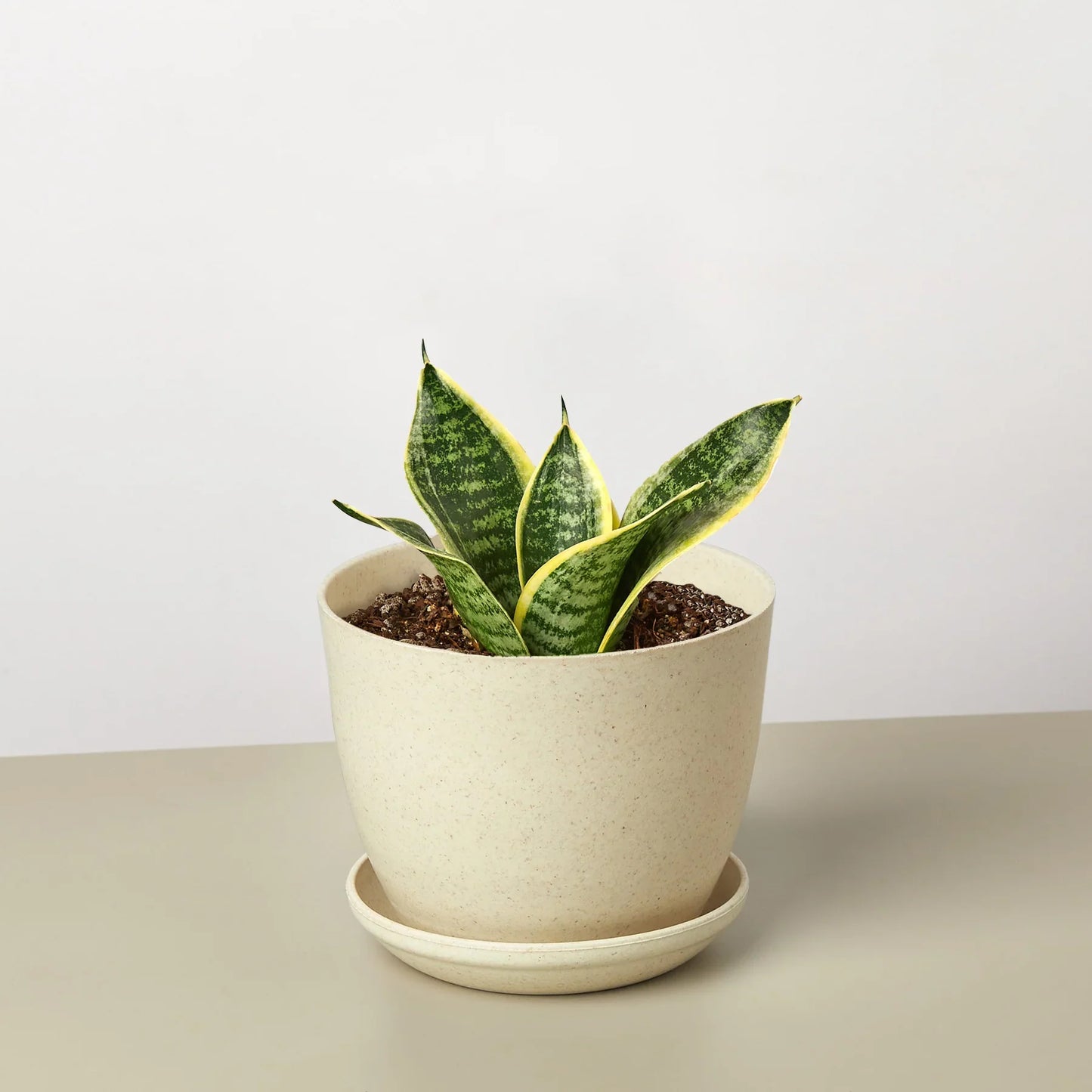 dwarf snake plant price Snake Plant 'Laurentii Dwarf' – Compact Variegated Indoor Plant
