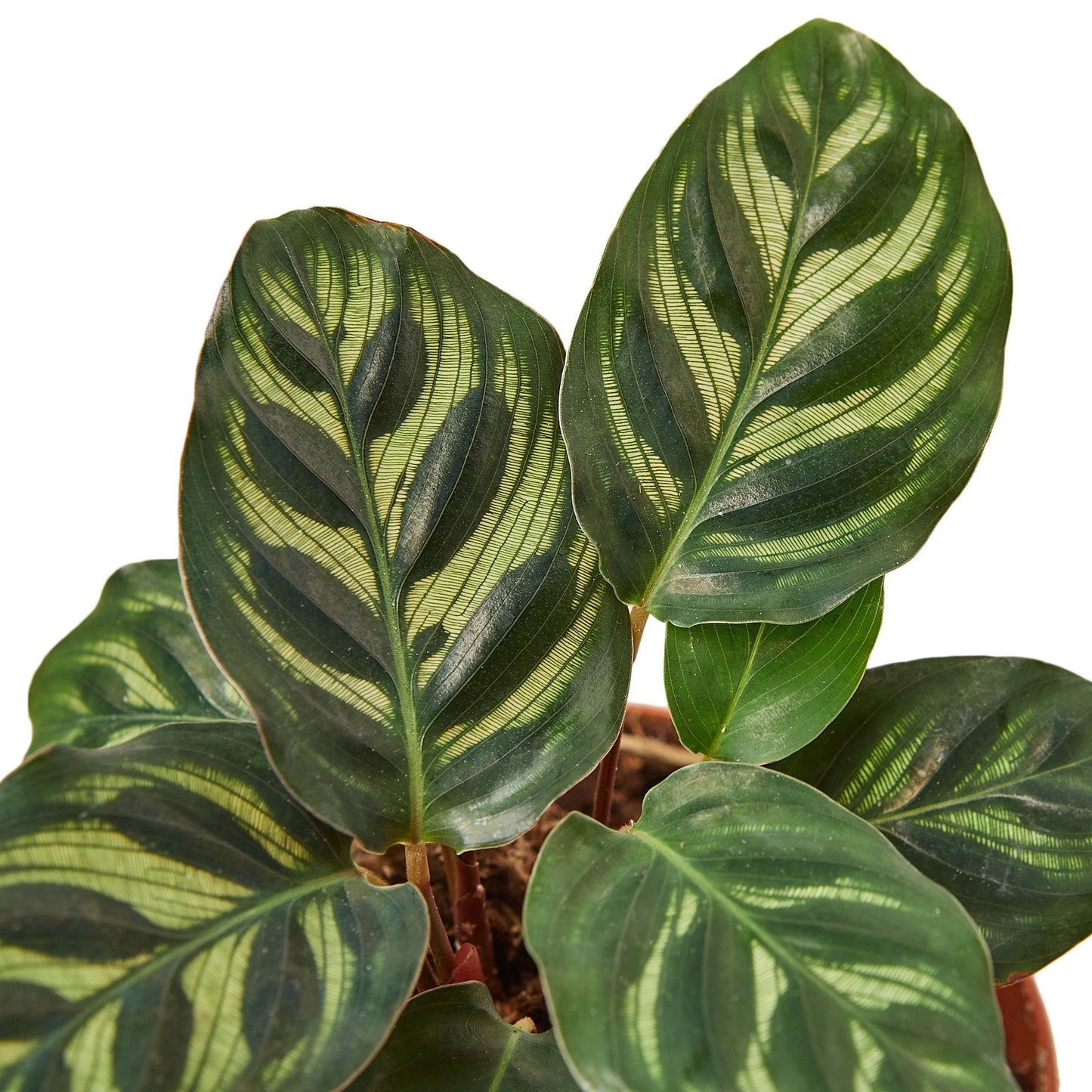 Calathea ‘Makoyana’ (Peacock Plant) – Decorative Patterned Indoor Plant