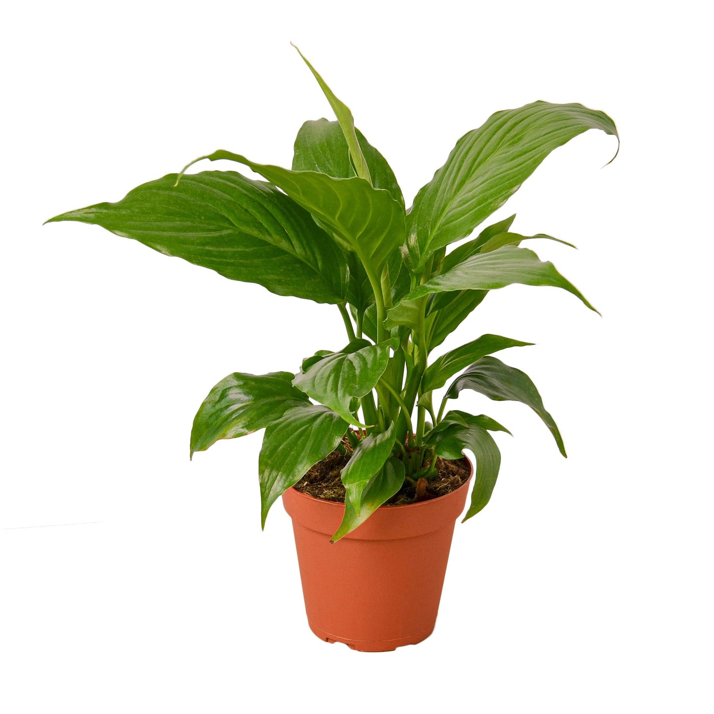 Peace Lily (Spathiphyllum) – Air-Purifying Flowering Indoor Plant
