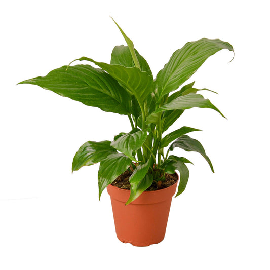 Spathiphyllum 'lirio de la paz' 