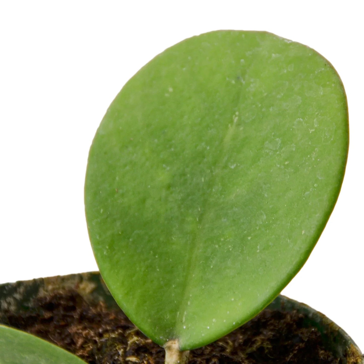 Hoya Obovata – Round-Leaf Tropical Indoor Houseplant