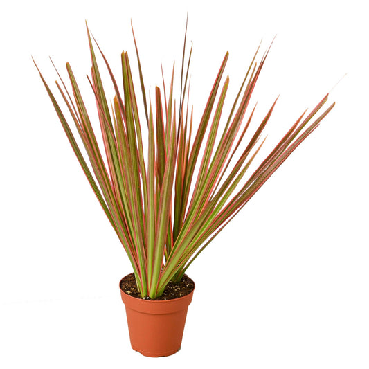 Dracena 'Colorama' 