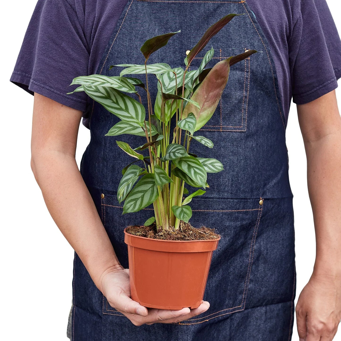 Calathea Grey Star Plant