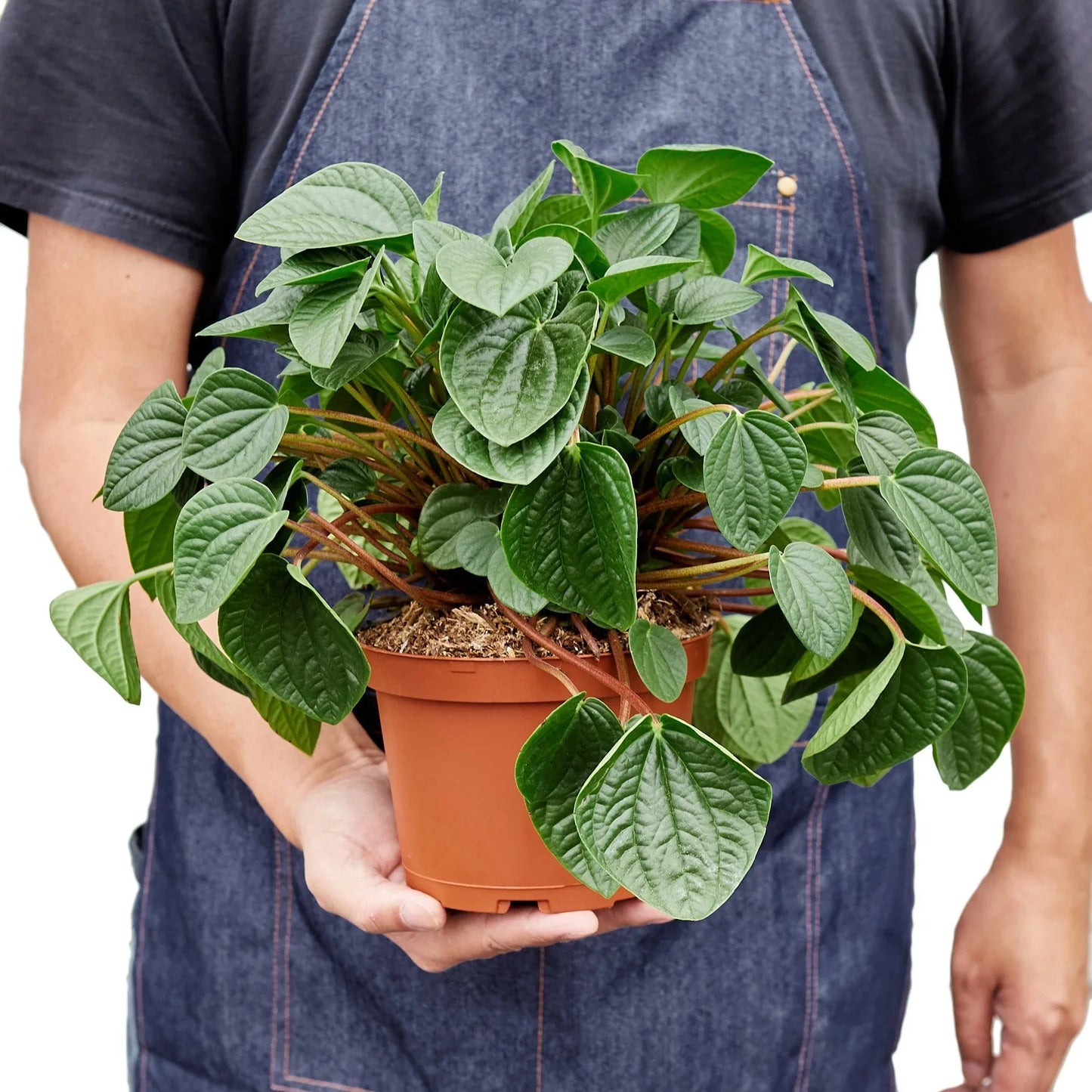Peperomia ‘Rana Verde’ – Compact Easy-Care Indoor Plant