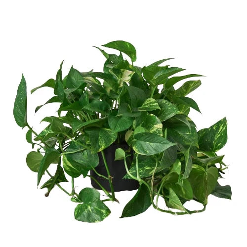 Pothos ‘Golden’ – Classic Low-Maintenance Trailing Indoor Plant