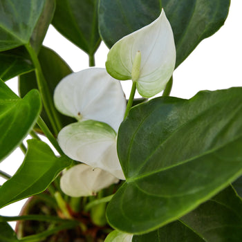 Anthurium ‘White’ – Elegant Flowering Tropical Indoor Plant