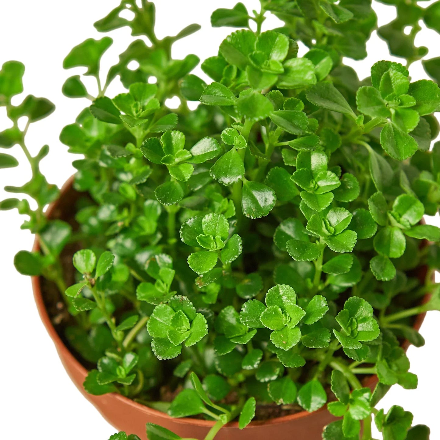 Ortiga 'Lágrima de bebé' 