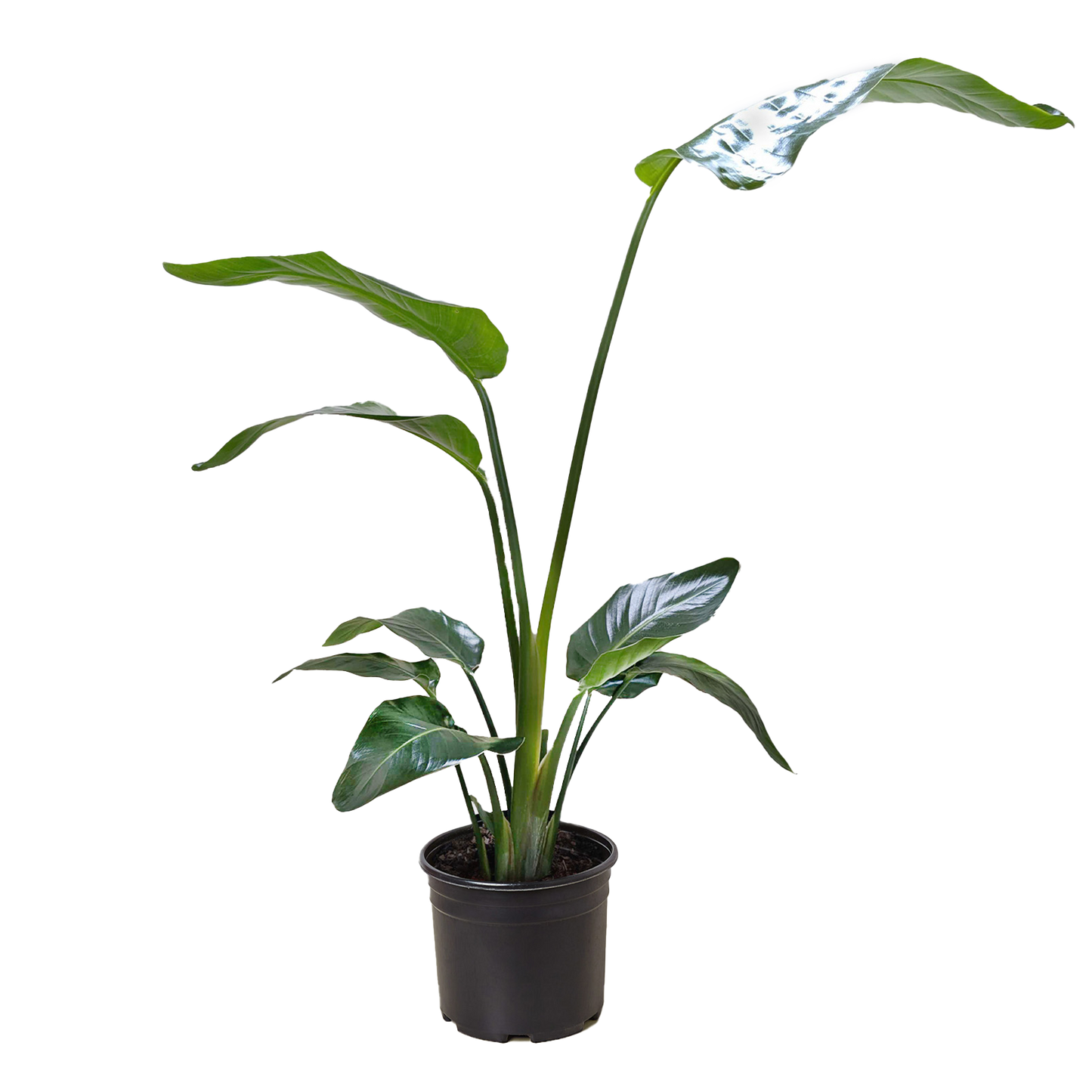 White Bird of Paradise ‘Strelitzia Nicolai’ – Large Tropical Indoor Plant