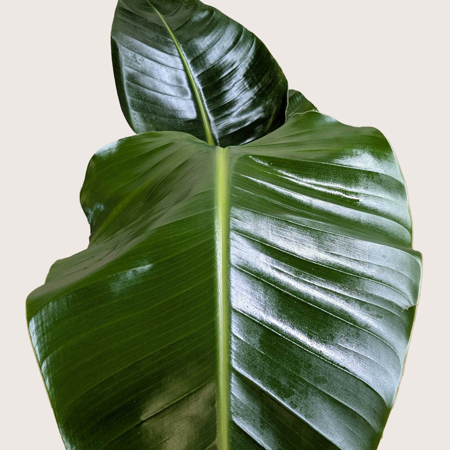 White Bird of Paradise ‘Strelitzia Nicolai’ – Large Tropical Indoor Plant