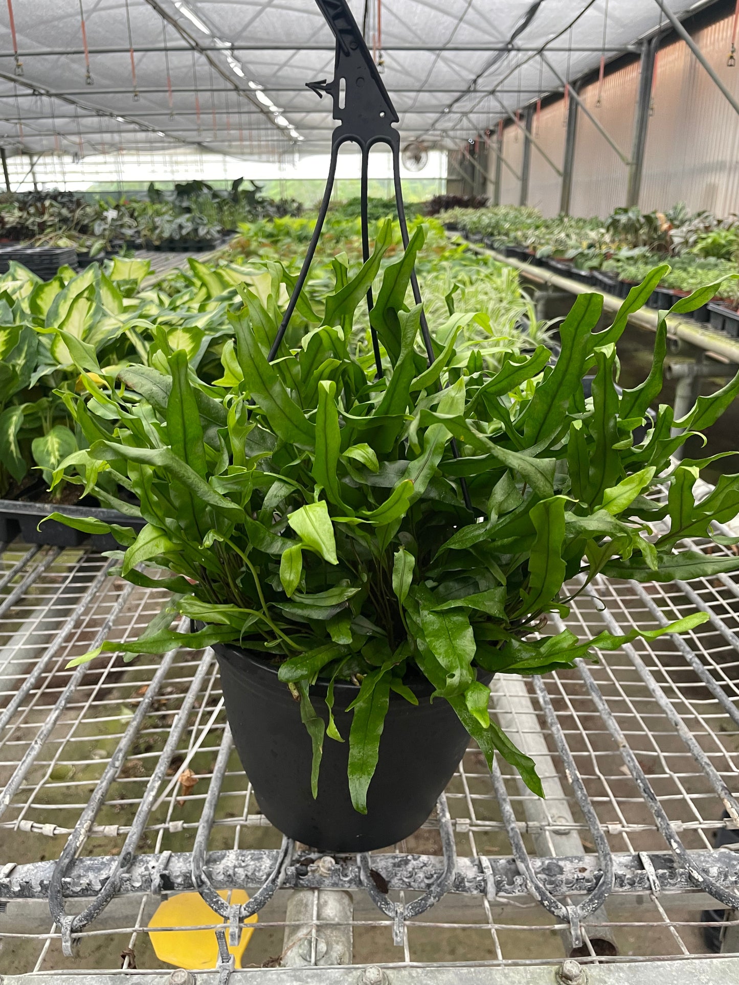 Fern ‘Kangaroo Paw’ – Unique Hardy Indoor Houseplant