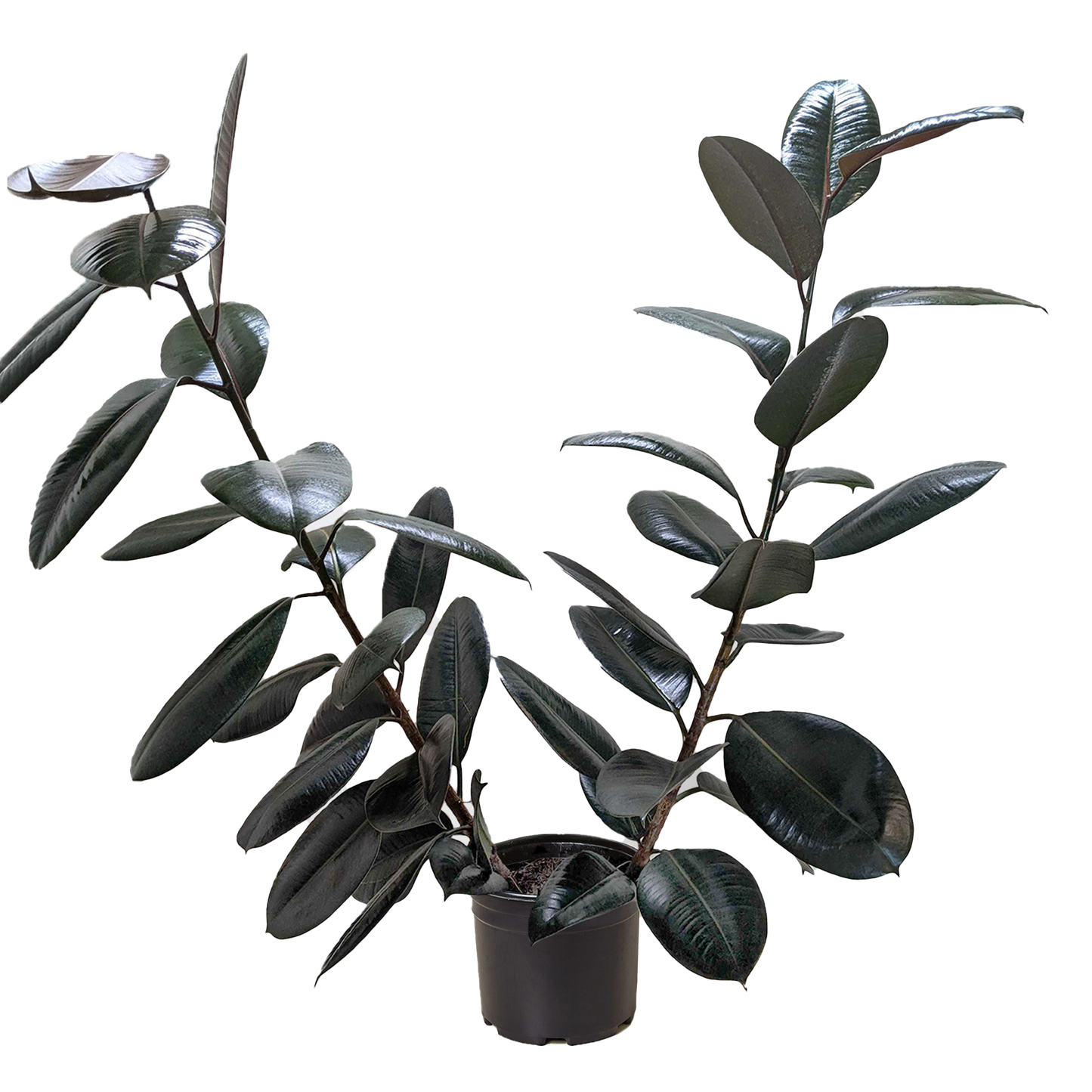 Ficus Elastica ‘Burgundy’ – Rubber Plant Decorative Indoor Plant