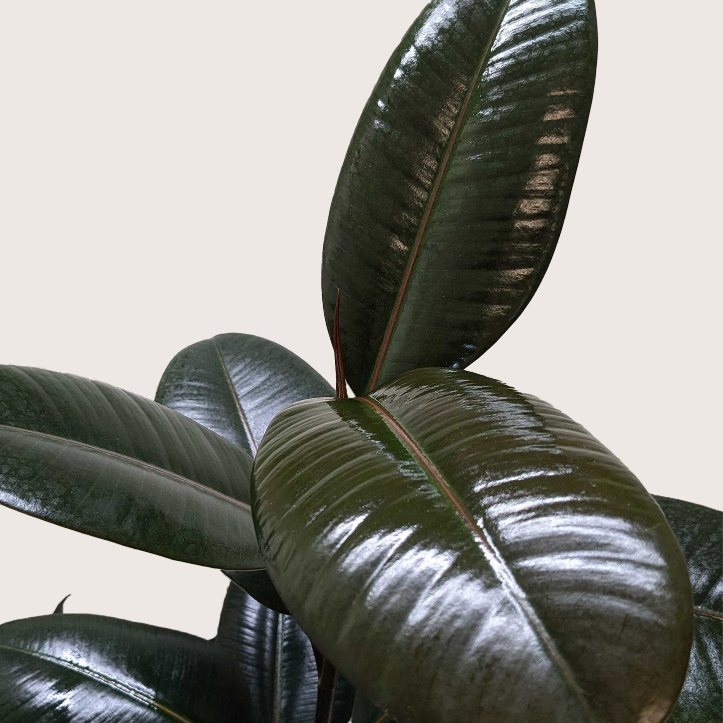 Ficus Elastica ‘Burgundy’ – Rubber Plant Decorative Indoor Plant