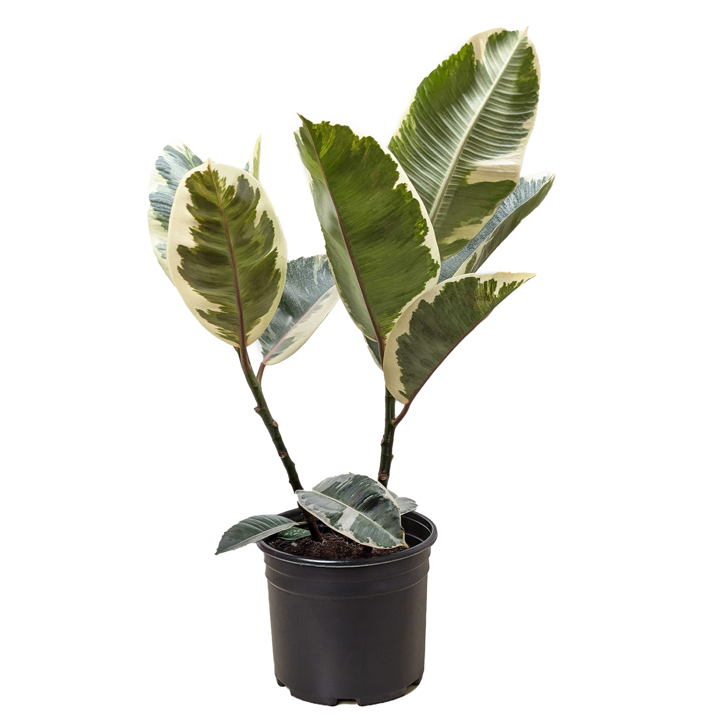 Ficus Elastica ‘Tineke’ – Variegated Rubber Plant for Indoor Décor