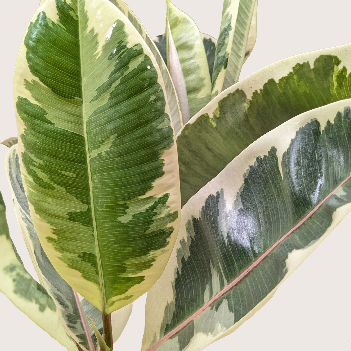 Ficus Elastica ‘Tineke’ – Variegated Rubber Plant for Indoor Décor