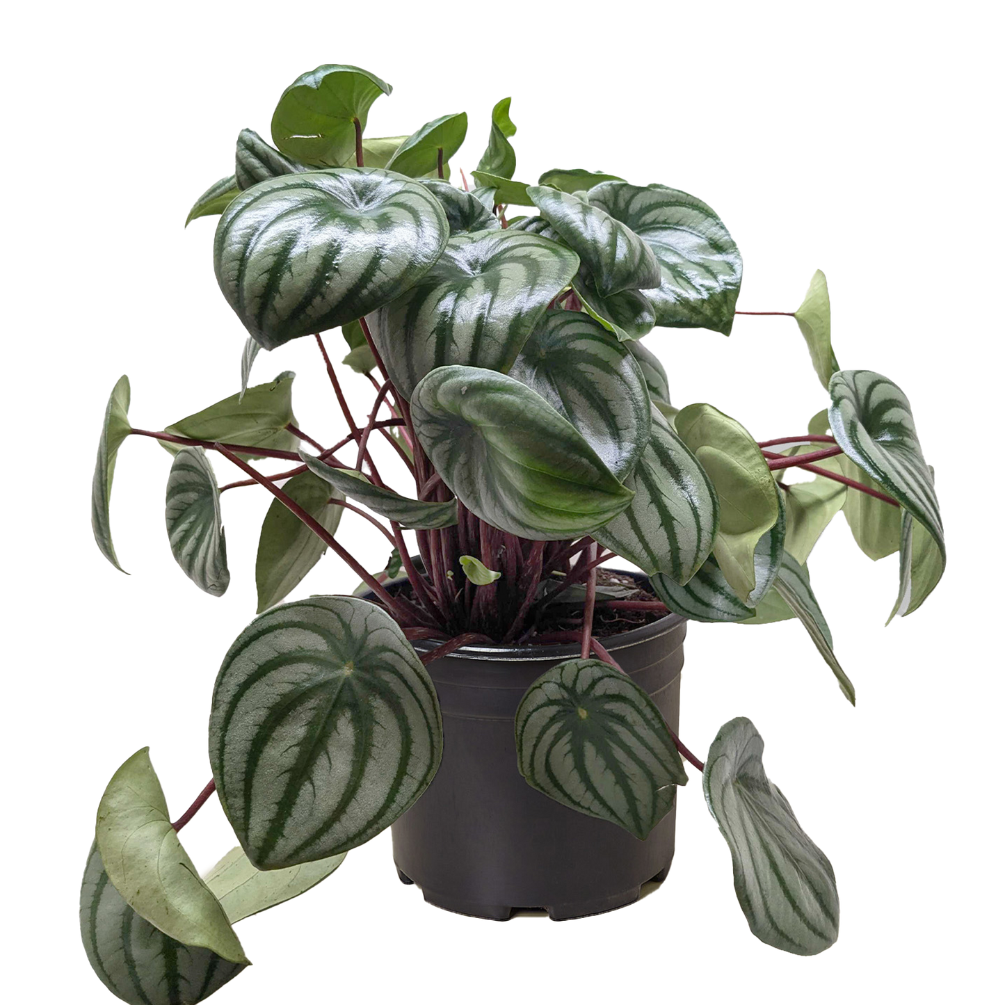 Peperomia Sandía