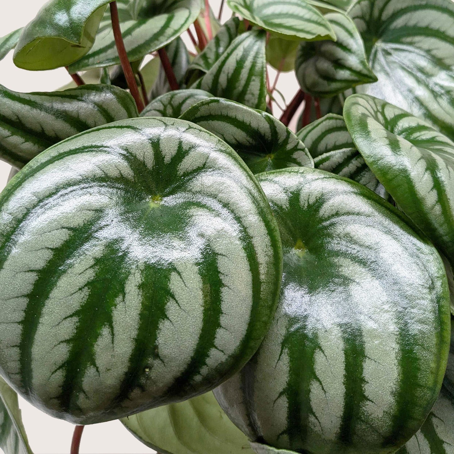 Peperomia Sandía