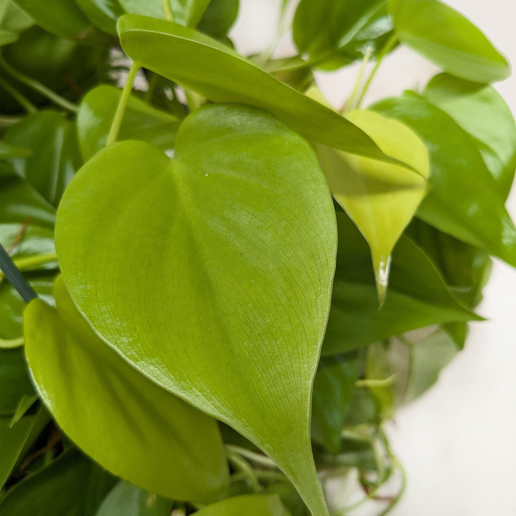 neon philodendron golden emerald Philodendron 'Neon' 4" Pot
