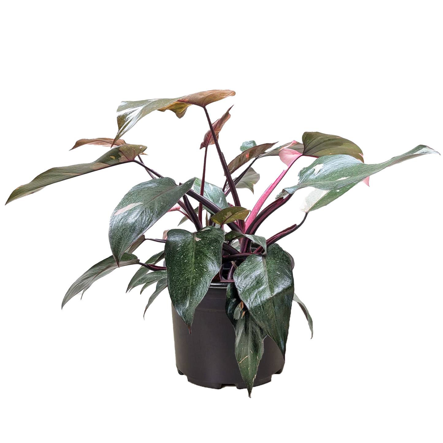 Philodendron ‘Pink Princess’ – Rare Variegated Indoor Houseplant