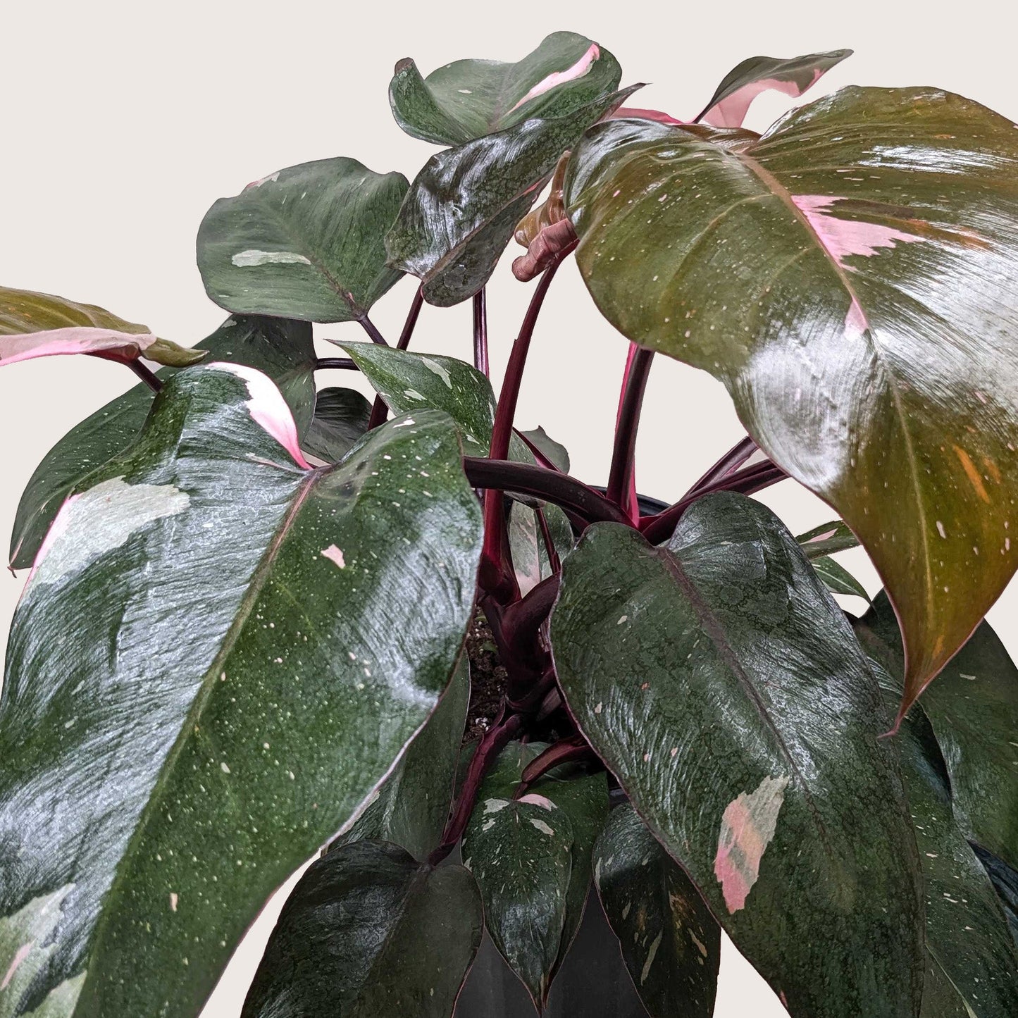 Philodendron ‘Pink Princess’ – Rare Variegated Indoor Houseplant