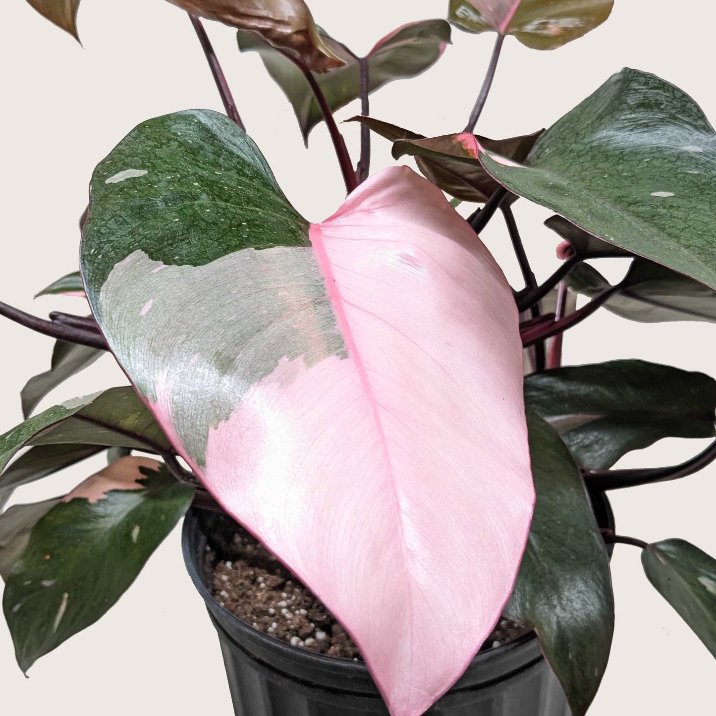Philodendron ‘Pink Princess’ – Rare Variegated Indoor Houseplant