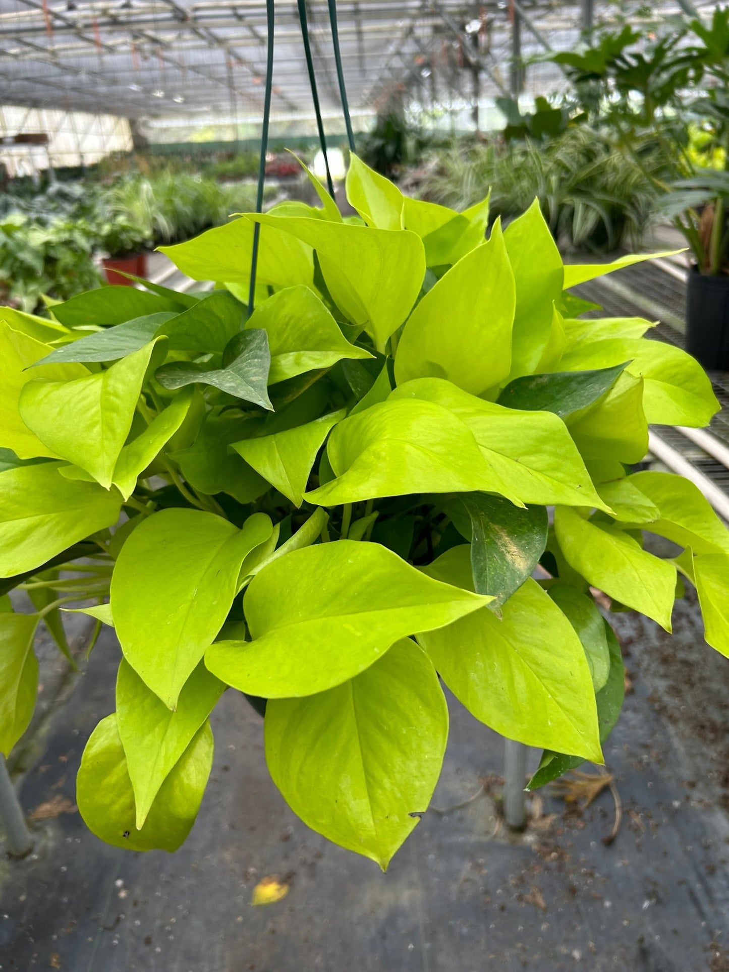 Pothos ‘Neon’ – Bright Easy-Care Trailing Indoor Plant